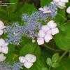 Thumbnail #2 of Hydrangea serrata by DreamOfSpring