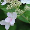 Thumbnail #2 of Hydrangea paniculata by victorgardener