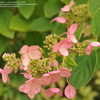 Thumbnail #5 of Hydrangea paniculata by victorgardener