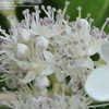 Thumbnail #3 of Hydrangea paniculata by victorgardener