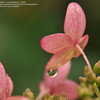Thumbnail #4 of Hydrangea paniculata by victorgardener