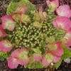 Thumbnail #1 of Hydrangea macrophylla by Valentina_S