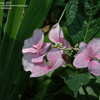 Thumbnail #3 of Hydrangea macrophylla by jbgregg