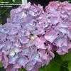 Thumbnail #1 of Hydrangea macrophylla by bootandall