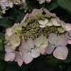 Thumbnail #5 of Hydrangea macrophylla by DaylilySLP