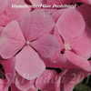 Thumbnail #3 of Hydrangea macrophylla by DaylilySLP