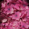 Thumbnail #2 of Hydrangea macrophylla by DaylilySLP