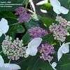 Thumbnail #4 of Hydrangea serrata by Vee8ch