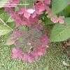 Thumbnail #2 of Hydrangea serrata by bootandall