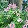 Thumbnail #5 of Hydrangea paniculata by mosc0022