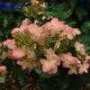 Thumbnail #2 of Hydrangea paniculata by tyke