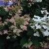 Thumbnail #3 of Hydrangea paniculata by tyke