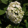 Thumbnail #1 of Hydrangea macrophylla by growin