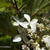 Thumbnail #2 of Hydrangea paniculata by DaylilySLP