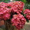 Thumbnail #3 of Hydrangea macrophylla by Microworld