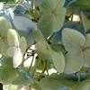 Thumbnail #2 of Hydrangea macrophylla by bootandall