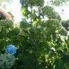 Thumbnail #4 of Hydrangea macrophylla by bootandall