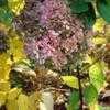 Thumbnail #3 of Hydrangea paniculata by shimer