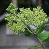 Thumbnail #2 of Hydrangea paniculata by shimer