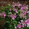 Thumbnail #3 of Hydrangea macrophylla by melody