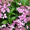 Thumbnail #2 of Hydrangea macrophylla by melody
