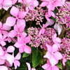Thumbnail #4 of Hydrangea macrophylla by melody