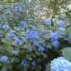 Thumbnail #5 of Hydrangea macrophylla by ircl