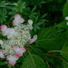 Thumbnail #3 of Hydrangea serrata by jbgregg