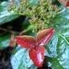 Thumbnail #2 of Hydrangea serrata by wooffi