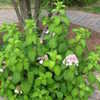 Thumbnail #3 of Hydrangea serrata by DonnaMack