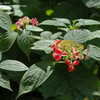 Thumbnail #4 of Hydrangea serrata by jbgregg