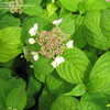 Thumbnail #2 of Hydrangea serrata by DonnaMack