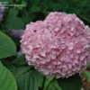 Thumbnail #2 of Hydrangea macrophylla by jbgregg