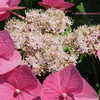 Thumbnail #3 of Hydrangea macrophylla by Kell