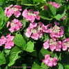 Thumbnail #2 of Hydrangea macrophylla by Kell