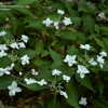 Thumbnail #3 of Hydrangea serrata by jbgregg