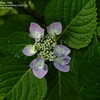 Thumbnail #4 of Hydrangea macrophylla by jbgregg