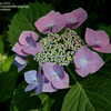 Thumbnail #5 of Hydrangea macrophylla by jbgregg