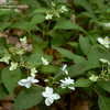 Thumbnail #2 of Hydrangea serrata by jbgregg