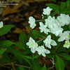 Thumbnail #5 of Hydrangea serrata by jbgregg