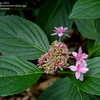 Thumbnail #2 of Hydrangea macrophylla by jbgregg