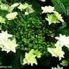 Thumbnail #4 of Hydrangea macrophylla by Kell