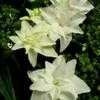Thumbnail #3 of Hydrangea macrophylla by Kell
