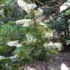 Thumbnail #2 of Hydrangea quercifolia by palmbob
