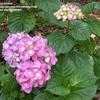 Thumbnail #3 of Hydrangea macrophylla by DiOhio