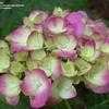 Thumbnail #2 of Hydrangea macrophylla by DiOhio