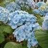 Thumbnail #5 of Hydrangea macrophylla by bootandall