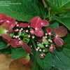 Thumbnail #2 of Hydrangea macrophylla by DaylilySLP