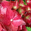 Thumbnail #5 of Hydrangea macrophylla by plantaholic186