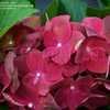 Thumbnail #4 of Hydrangea macrophylla by DaylilySLP